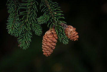 cones on a branch