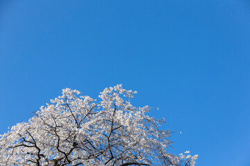 満開の桜と青空。日本の春の風物詩。