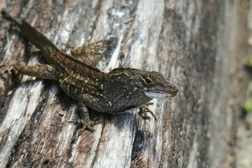Brown tropical lizard on a wooden background in Florida wild, closeup 