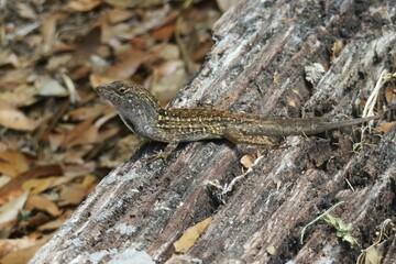 Beautiful tropical lizard on a tree, closeup 