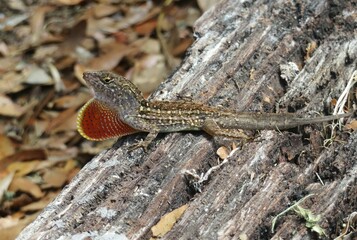 Brown tropical lizard on a wood, closeup 
