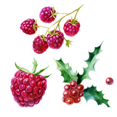Watercolor illustration, set. Raspberries, raspberries on a branch, holly.
