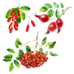 Watercolor illustration set. Rowan, rose hips on a branch, holly.