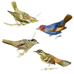 Watercolor illustration, set. Birds. Watercolor hand drawing.
