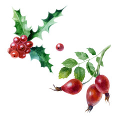 Watercolor illustration, set. Raspberries, raspberries on a branch, wild rose, holly.