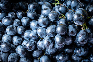 big bunch of sweet black grapes close up