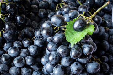 Black grapes sweet fruit with water droplets close-up grape background