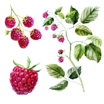 Watercolor illustration set. Raspberries on the side, from different angles.