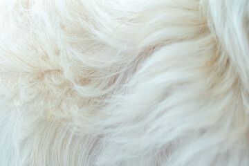white dog fur texture close-up beautiful abstract fur background