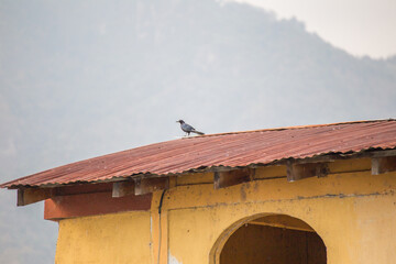 Bird on rusting tin roof
