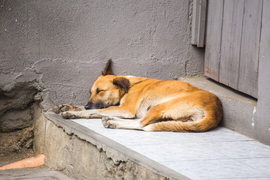 Dog sleeping on stone step, street dog in rural Guatemala