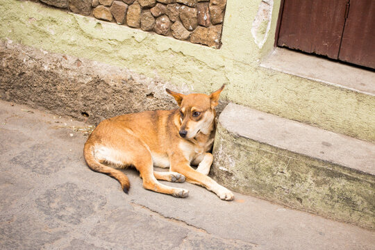 Dog rests on stone step, feral dog in Guatemala, domesticated dog in Central America