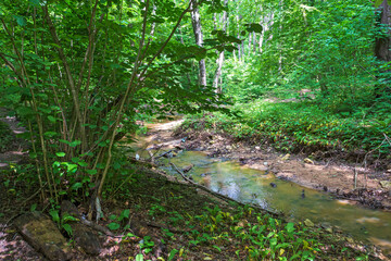 summer, a mountain river at the beginning of the sources in a natural channel under the canopy of the forest.