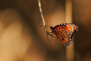 Fototapeta na wymiar Queen butterfly (Danaus gilippus) in Myakka River State Park, Florida