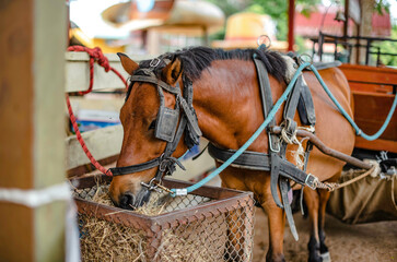 A horse harness provides visitors with a ride in the zoo of a sheep farm in Pattaya, Thailand.