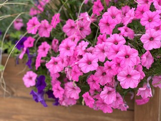 Petunia pink flowers in wooden flower pot.