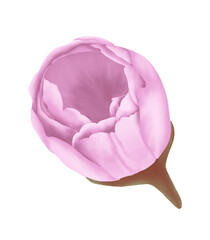 Fototapeta premium Pink flowers watercolor cherry blossom illustration.