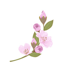 Pink flowers watercolor cherry blossom illustration.