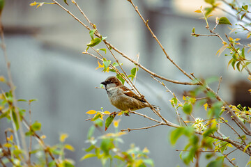 Passer is a genus of the family Passeridae, also known as sparrow.