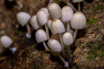 A cluster of Trooping Crumble Cap or Fairy Inkcap (Coprinellus disseminatus) sprouting from the base of a tulip tree. Raleigh, North Carolina.
