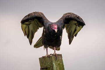 A Turkey Vulture (Cathartes aura) stretches its wings. Raleigh, North Carolina.