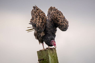 A Turkey Vulture (Cathartes aura) stretches, and seems to be doing a yoga pose called the downward dog. Raleigh, North Carolina.