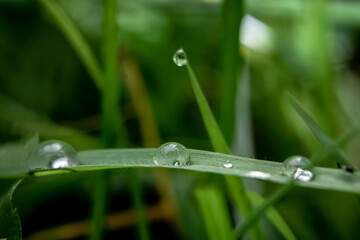 beautiful large clear raindrops on green leaves,morning dew drops glow in the sun beautiful leaf texture in nature nature background.