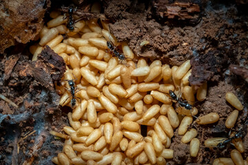 Asian Needle Ants (Brachyponera chinensis) with pupae. Raleigh, North Carolina.