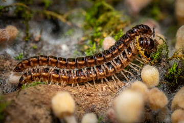 A pair of mating Greenhouse Millipedes (Oxidus gracilis). Raleigh, North Carolina.