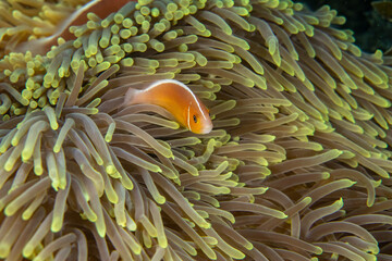 Pink skunk clownfish (Amphiprion perideraion) hiding inside the protective anemone. 