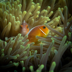 Two Pink skunk clownfish (Amphiprion perideraion) hiding inside the protective anemone. 