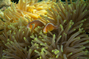 Two Pink skunk clownfish (Amphiprion perideraion) hiding inside the protective anemone. 