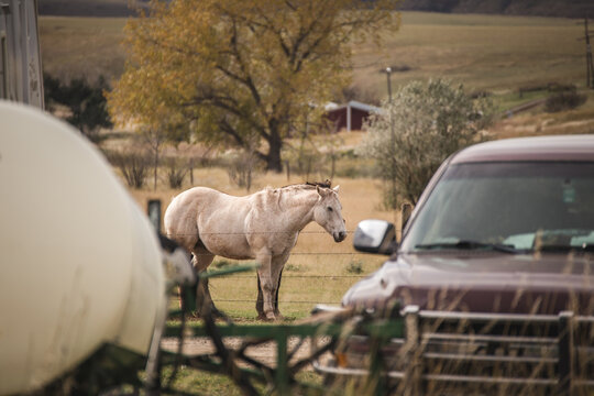 Horses on a ranch property with rolling hills in rural landscape