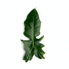 Philodendron Bipennifolium isolated on white background