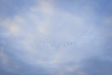 a flock of geese flies in the blue sky