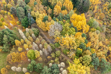 picturesque autumn forest landscape with colorful trees. aerial photography with drone.