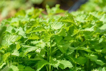 Green Shiso, Perilla frutescens var. crispa