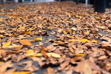 Selective focus of autumn leaves on the tiles of a sidewalk.