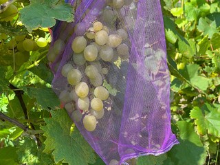 Netting for the protection of grapes from insects  wasps, also provides good protection from hail,...