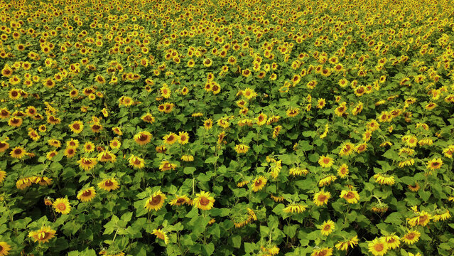 A field with sunflower. A big harvest. The concept of agriculture. High quality photo