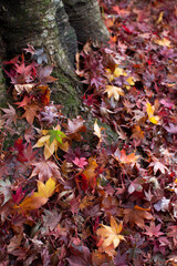 紅葉の絨毯