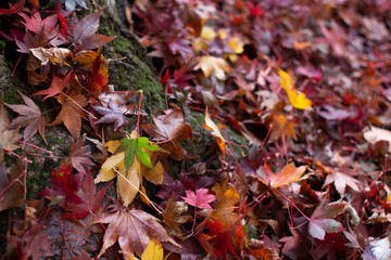 紅葉の絨毯