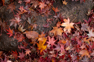 紅葉の絨毯