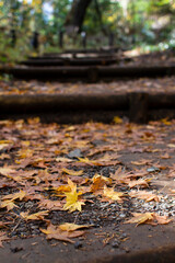 紅葉の階段