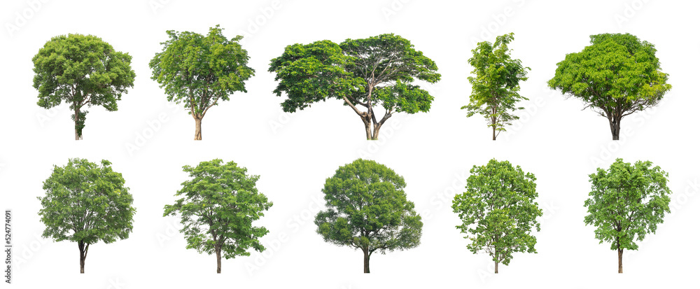Wall mural collection tree cut out from original background and replace with white background for easy to selec