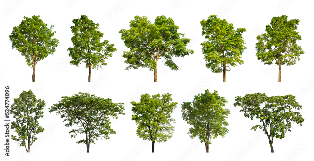 Wall mural collection tree cut out from original background and replace with white background for easy to selec