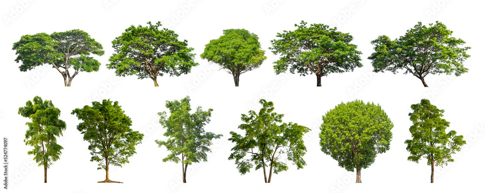 Wall mural collection tree cut out from original background and replace with white background for easy to selec