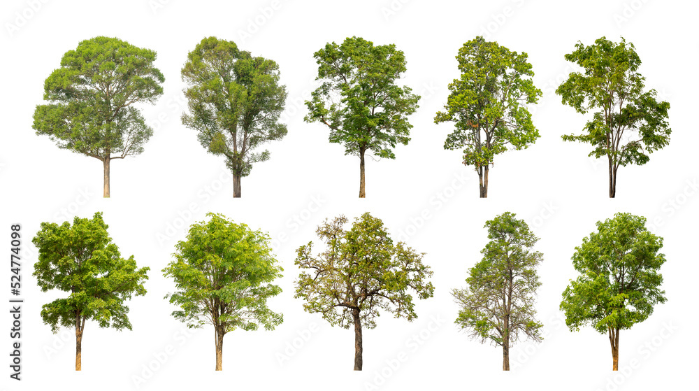 Wall mural collection tree cut out from original background and replace with white background for easy to selec