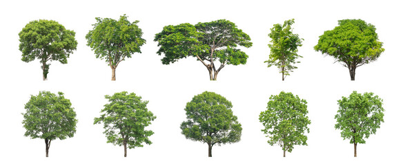 collection tree cut out from original background and replace with white background for easy to...