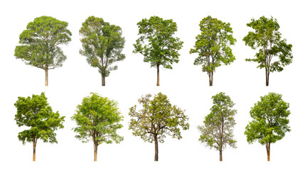 collection tree cut out from original background and replace with white background for easy to selection